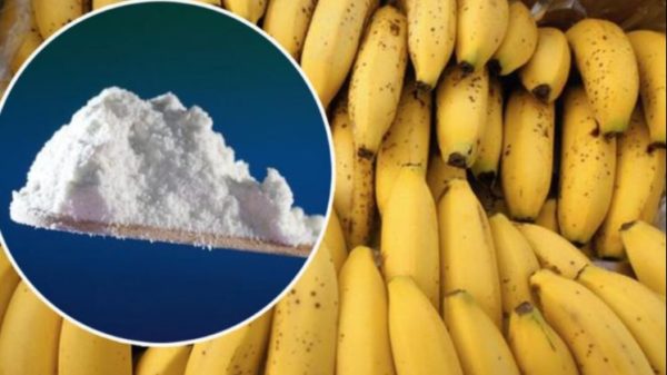 Radnici tvrtke među bananama pronašli 124 kg kokaina, vlasnik odmah pozvao SIPA-u